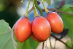 Tree tomatoes - ibinyarwanda