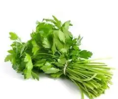 Coriander