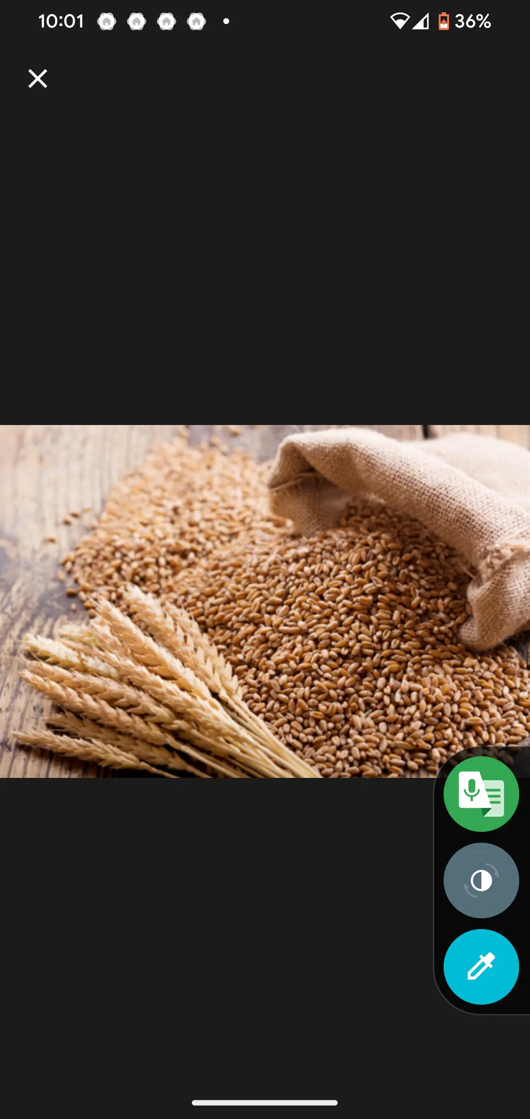 Wheat (Ingano)
      500g