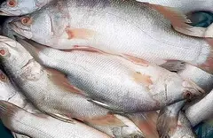 Whole fish captain 1.5kg-------2kg