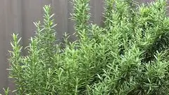 Rosemary