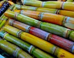 Suger cane