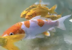Koi fish Sea 2 city