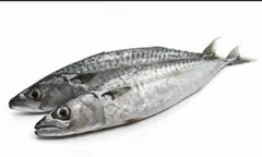 Thompson fish 1kg
